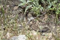 Sonoran Tiger Whiptail