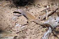 Plateau Tiger Whiptail