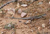 Desert Grassland Whiptail