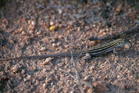 Desert Grassland Whiptail
