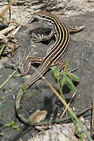 plateau striped whiptail