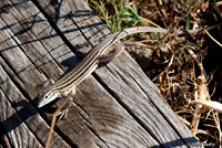 Plateau Striped Whiptail