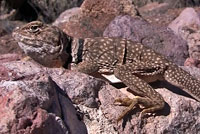 Sonoran Collared Lizard