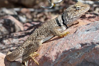 Sonoran Collared Lizard