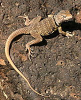 Sonoran collared lizard