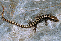 Arizona Alligator Lizard