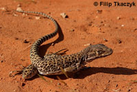 Long-nosed Leopard Lizard