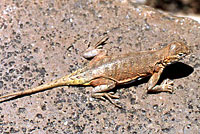 Chinuahuan Lesser Earless Lizard