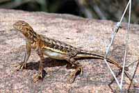Sonoran Earless Lizard