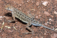speckled earless lizard