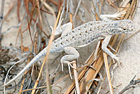 Bleached Earless Lizard