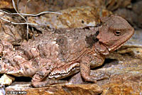Hernandez's Short-horned Lizard