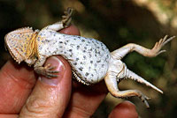 Hernandez's Short-horned Lizard