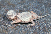 Round-tailed Horned Lizard