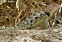 Twin-spotted Spiny Lizard