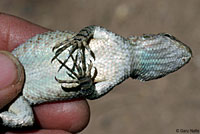 Sonoran Spiny Lizard