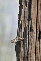 Southwestern Fence Lizard