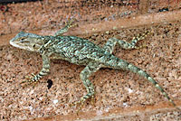 Plateau Spiny Lizard