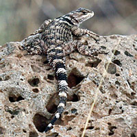 New Mexico Crevice Spiny Lizard