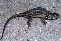 Slevin's Bunchgrass Lizard