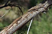 plateau fence lizard