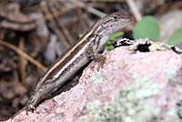 Striped Plateau Lizard