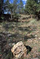 Striped Plateau Lizard habitat