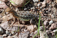 Sonoran Earless Lizard