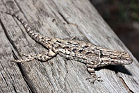 Schott's tree lizard