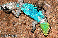 Schott's Tree Lizard