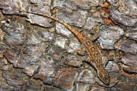 Schott's Tree Lizard