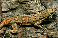 Schott's Tree Lizard