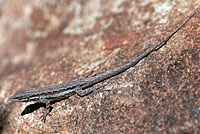 Schott's Tree Lizard
