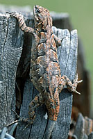 Schott's Tree Lizard