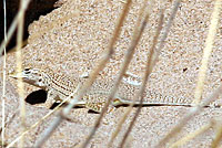 Yuman Desert Fringe-toed Lizard