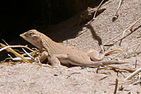 Yuman Desert Fringe-toed Lizard