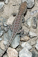Northern Side-blotched Lizard