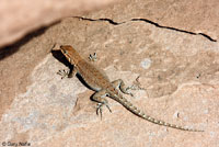 Plateau Side-blotched Lizard