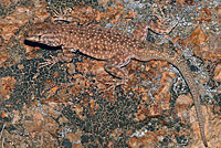  Plateau Side-blotched Lizard