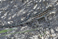 Eastern Side-blotched Lizard