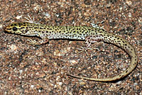 Arizona Night Lizard