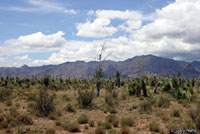 Desert Kingsnake habitat