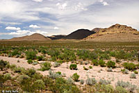 Western Diamond-backed Rattlesnake habitat