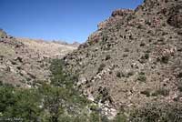 Arizona Black Rattlesnake habitat