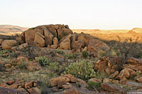 Southwestern Speckled Rattlesnake habitat