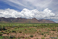Desert Massasauga habitat