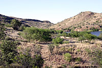 Desert Grassland Whiptail habitat