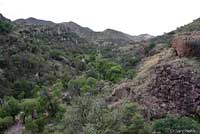 Sonoran Lyresnake habitat
