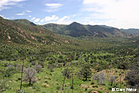 Arizona Ridge-nosed Rattlesnake habitat
