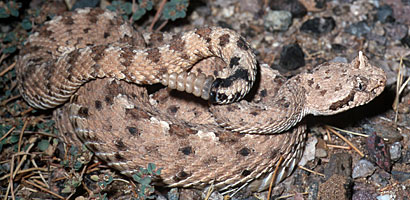 Sonoran Sidewinder